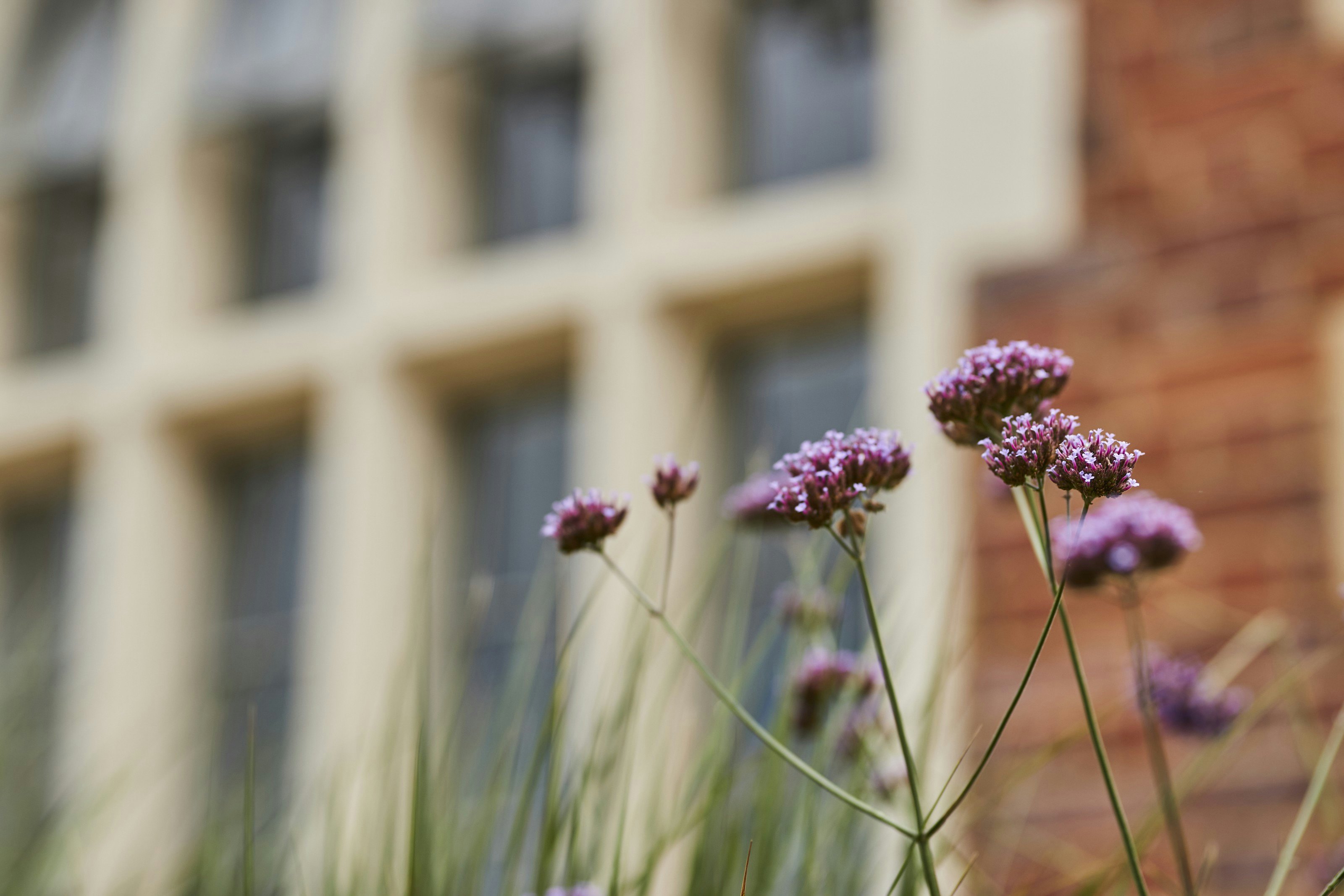 Purple flowers with a brick building in the background