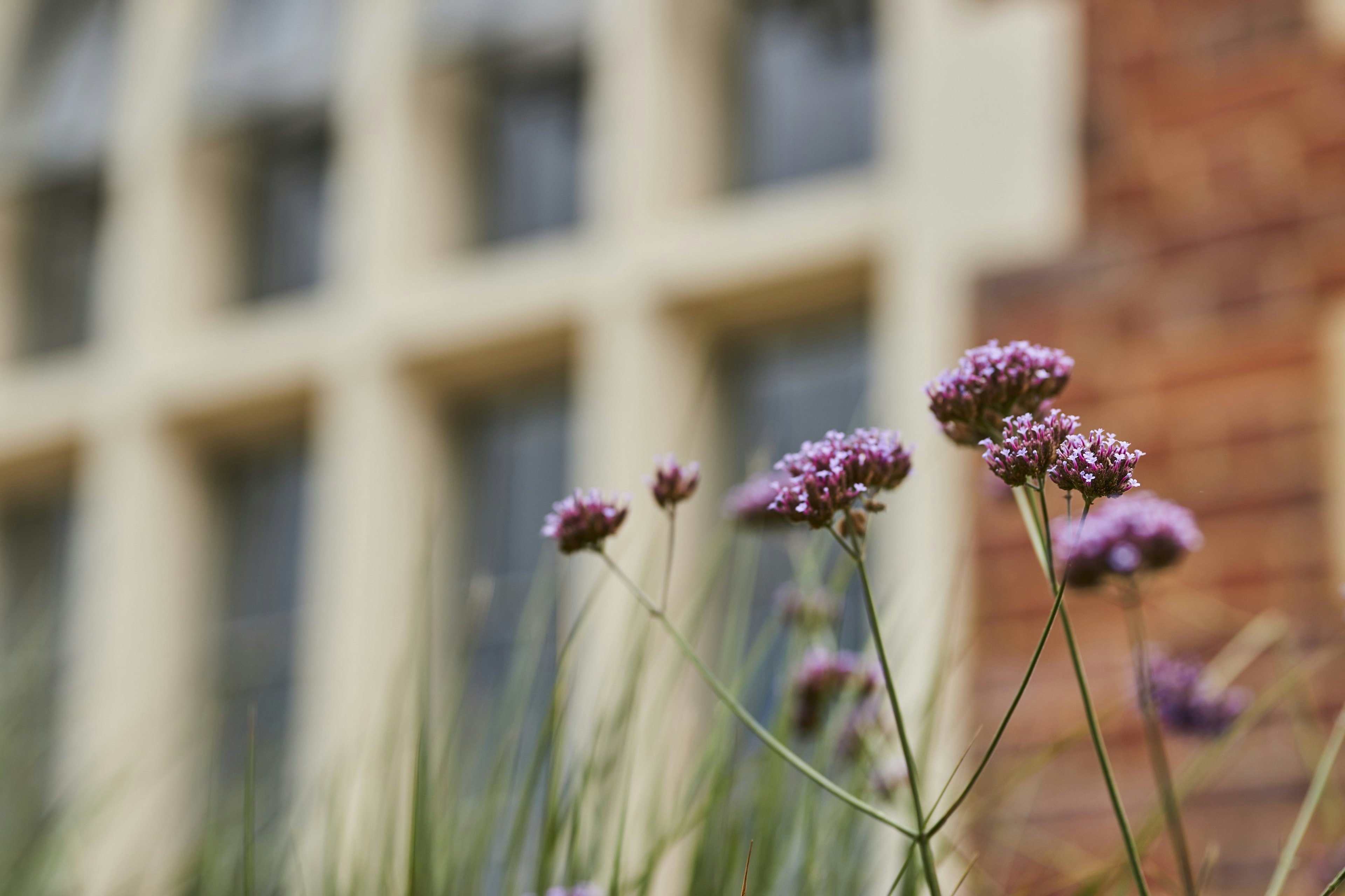 Purple flowers with a brick building in the background