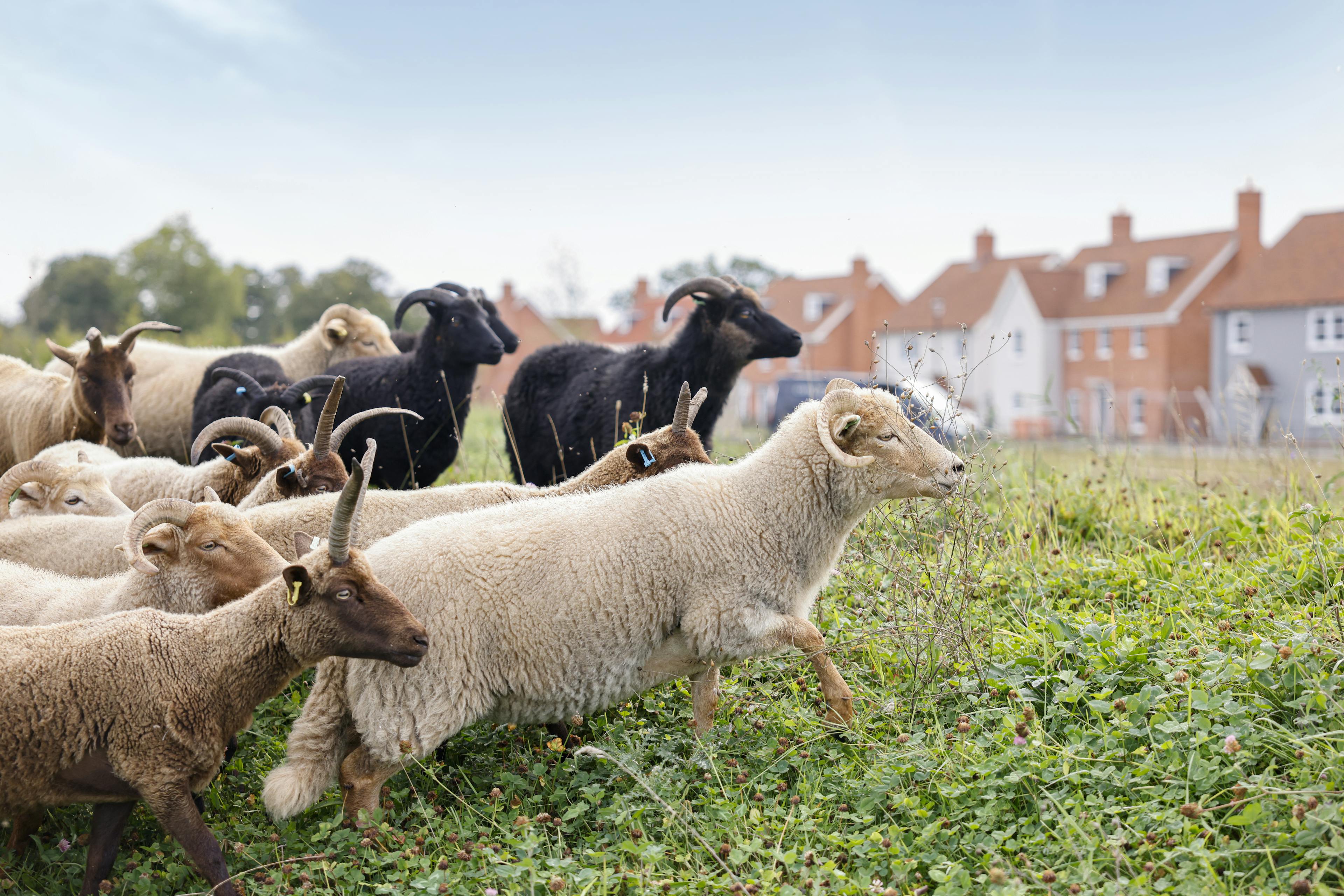 Caption: a herd of goats standing on top of a lush green field