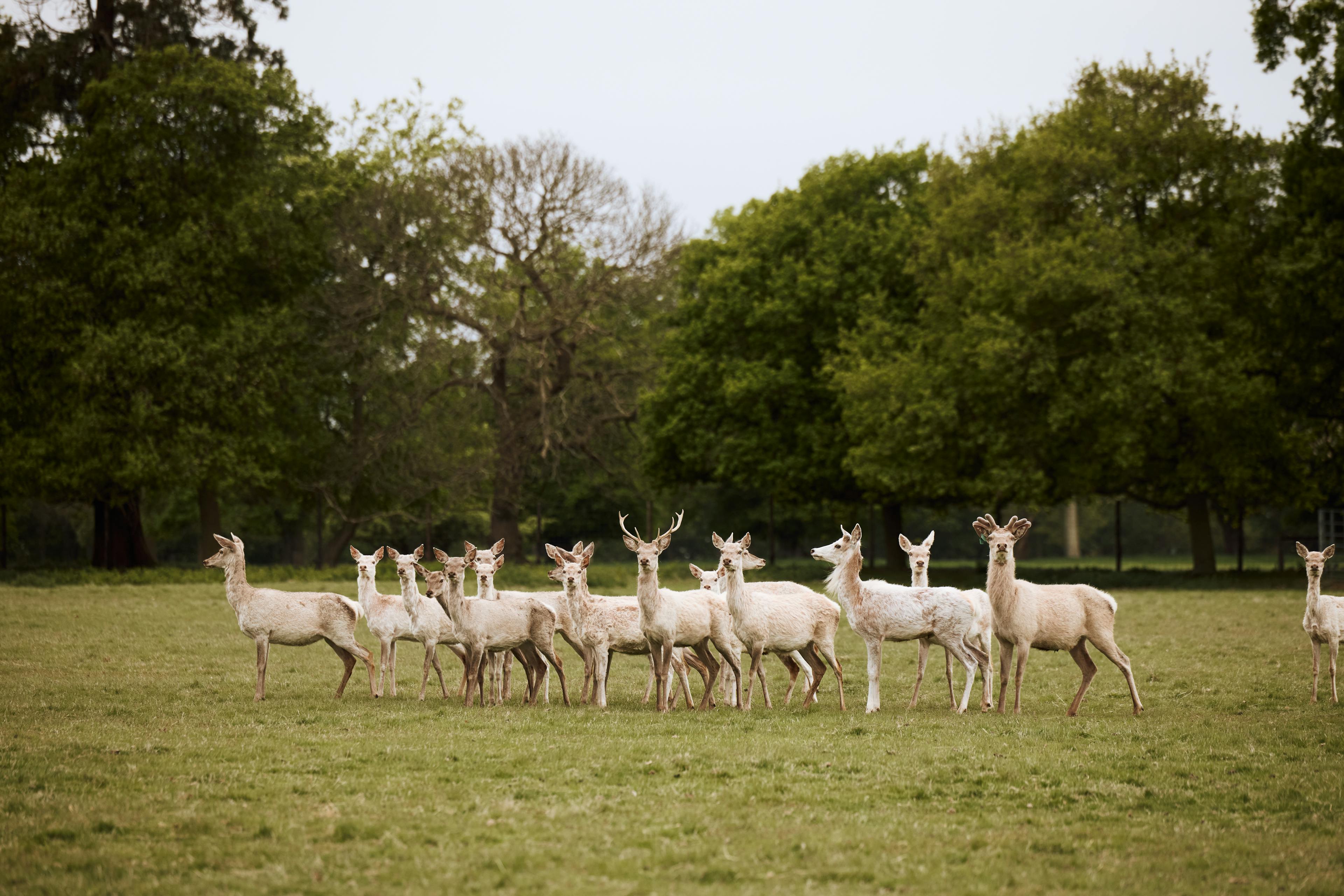Caption: a herd of deer standing on top of a lush green field