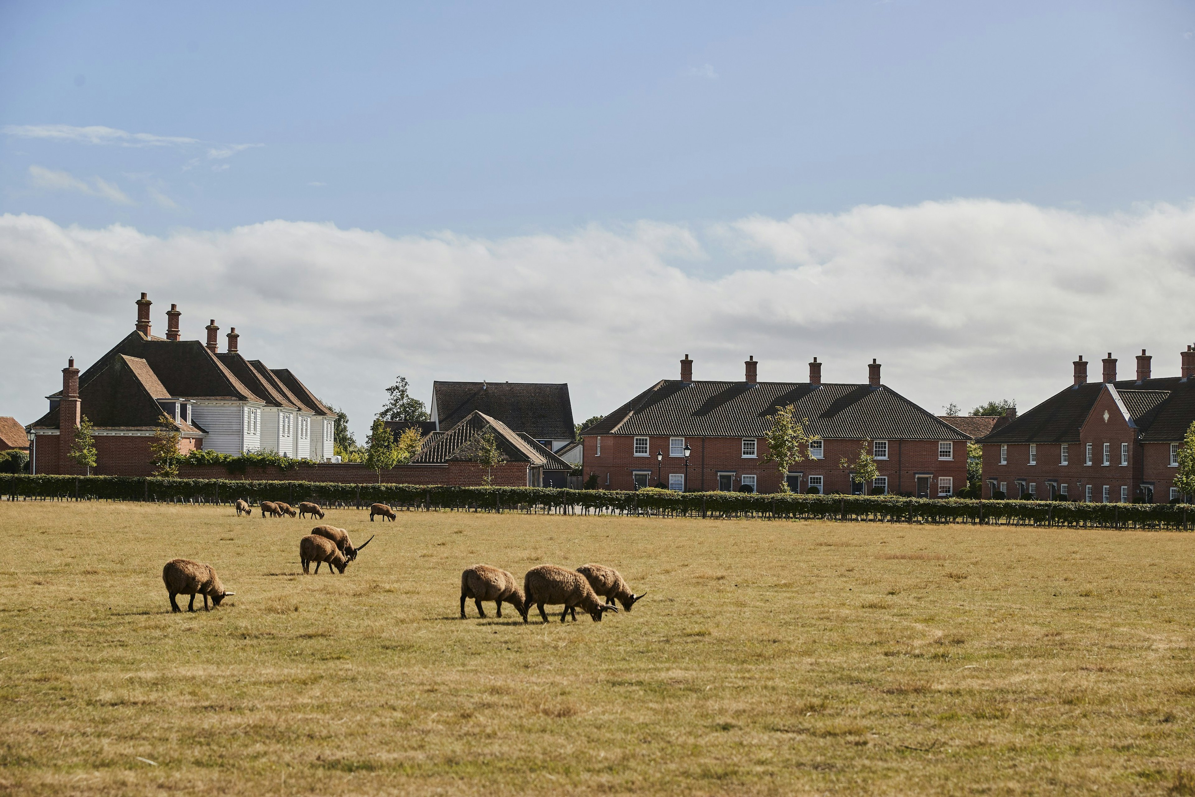 Sheep in a field next to a new homes development