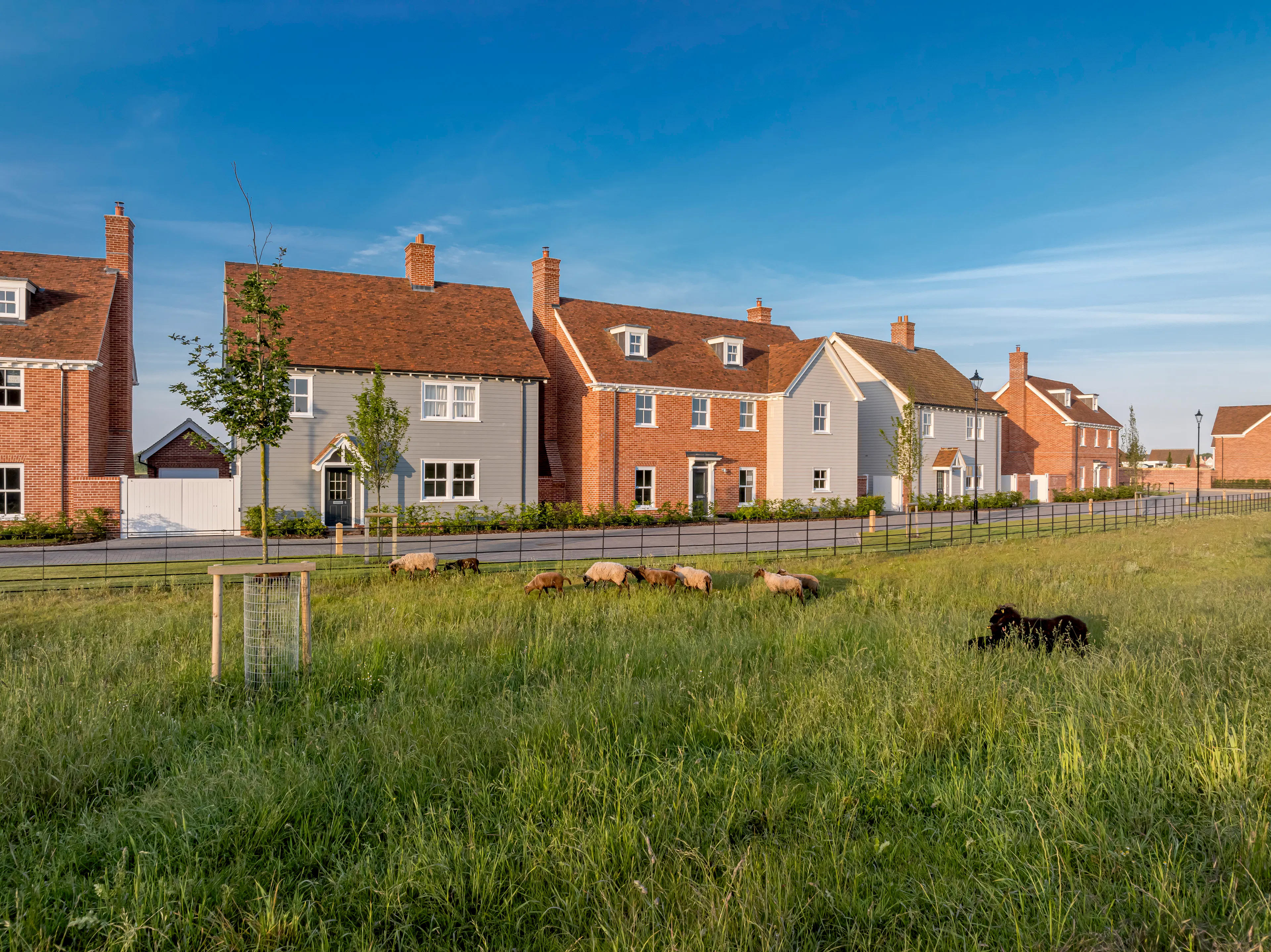 Caption: a herd of sheep grazing on a lush green field
