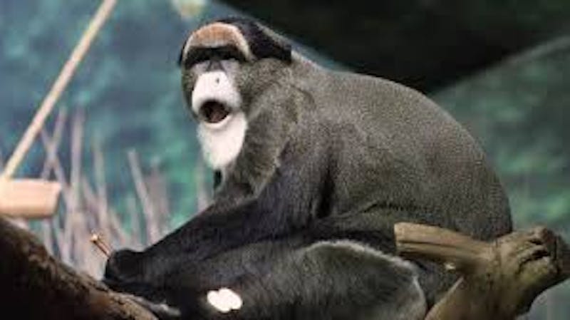 De Bazza's monkey that is one of the expensive pet in the world