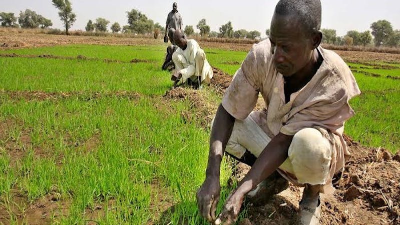 Farming in Northern Nigeria: APPEALS agric project supports Kano state farmers