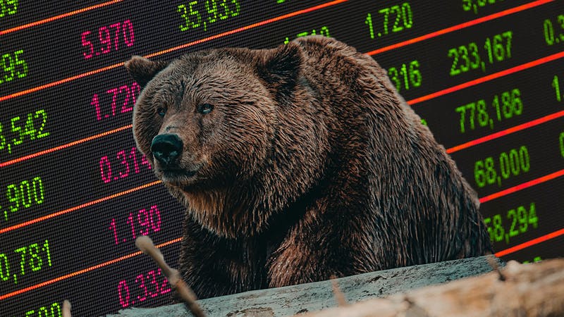 A bearish market with a bear in view.
