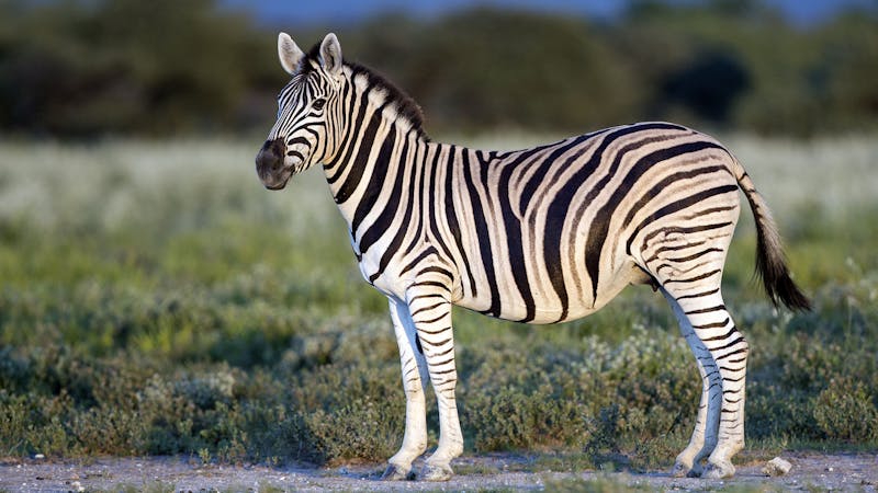 The list of ten best zoo to visit while your are on vacation