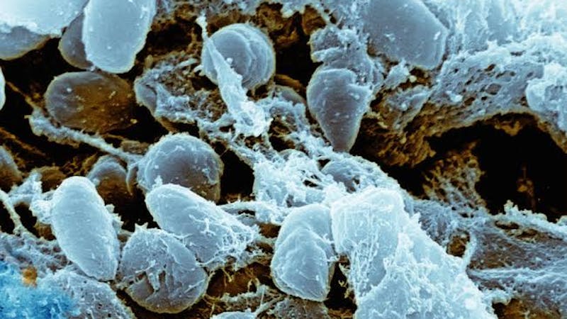 Bubonic plague alert in Inner Mongolia, china