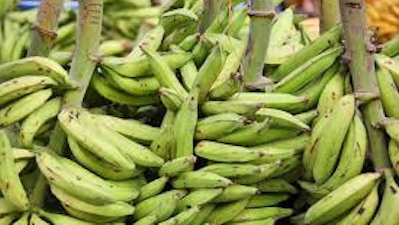 Bunch of unripe plantain