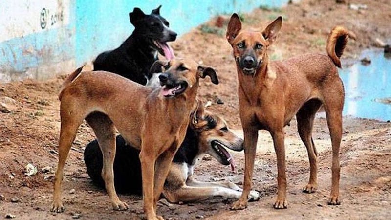 Kebbi govt has vaccinated over thousands of dogs to mark world rabies day