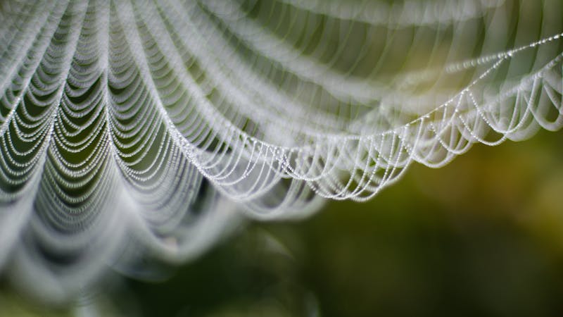 a fine Web of network