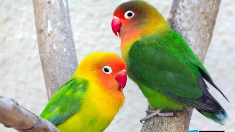 Lovebirds with the common name, 'Agapornis' is a small genus of the parrot with many unique features and characteristics