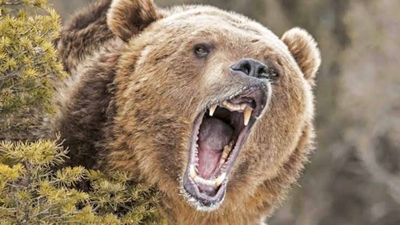 Wild animal: A bear