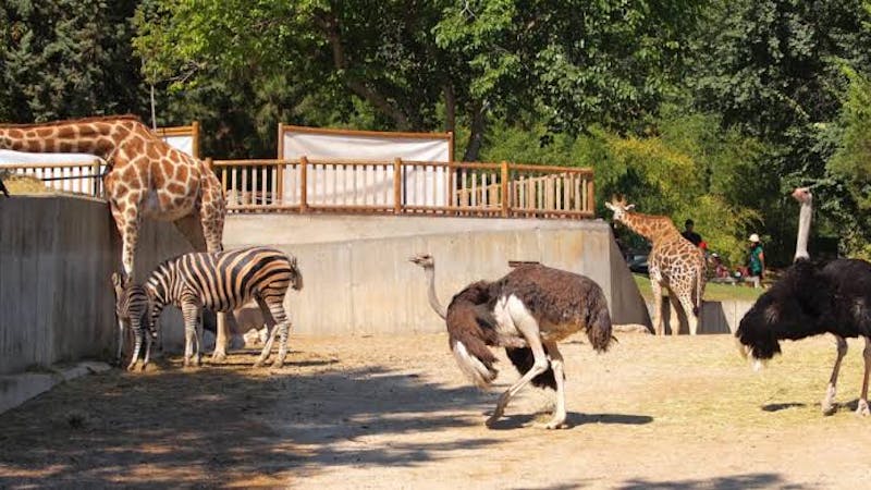 If you love the idea of visiting a zoo, Kumasi Zoological Gardens is an ideal spot for you. It's one of the top 10 places to visit in Ghana