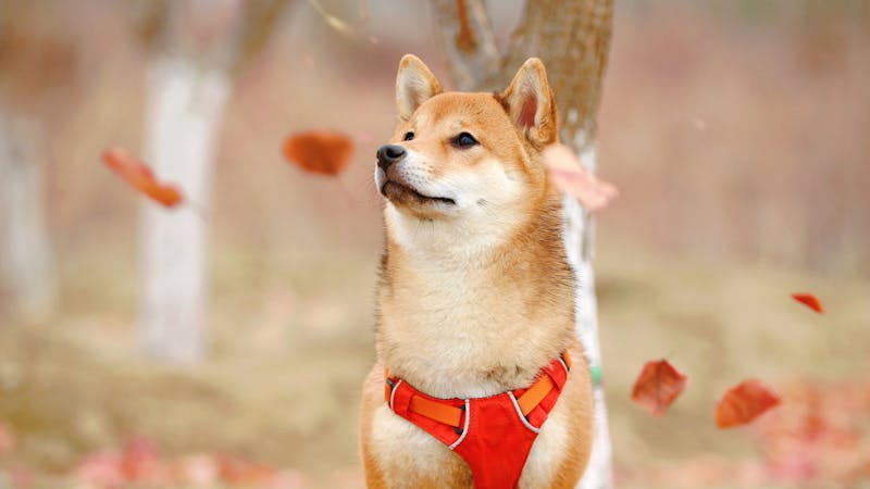 The Shiba Inu dog; mascot of the Shiba Inu cryptocurrency.