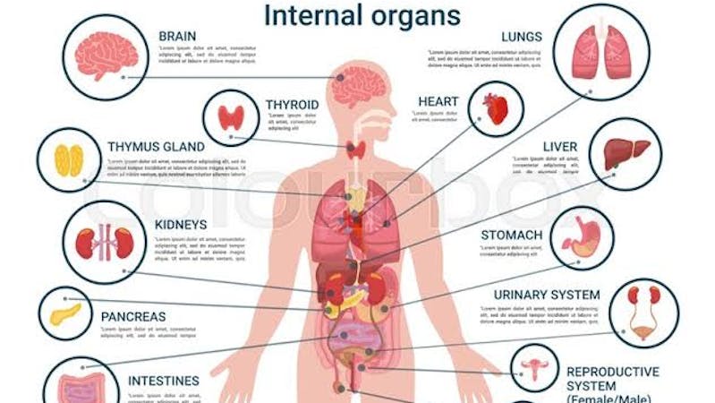 Human body parts and organs you damage without knowing