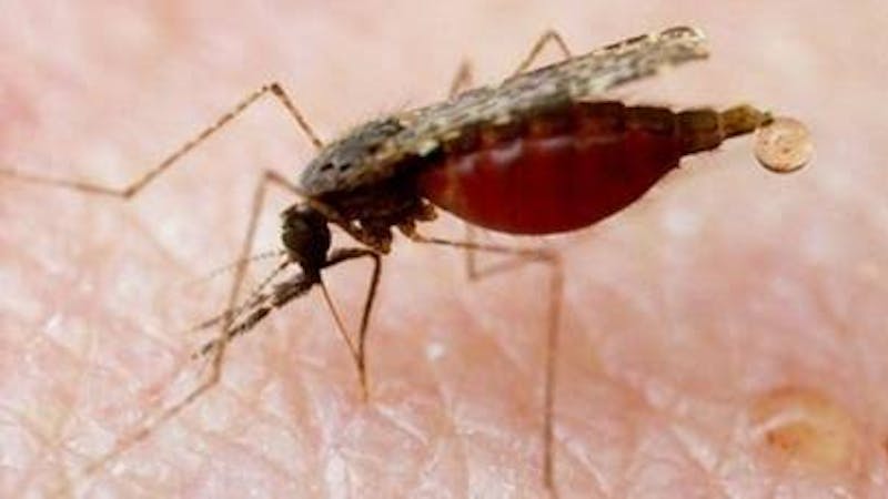 What is malaria? Malaria is a life-threatening disease and is one of the top 10 causes of death in the world. Malaria is caused by a bite from a female anopheles mosquito infected with the plasmodium parasite.