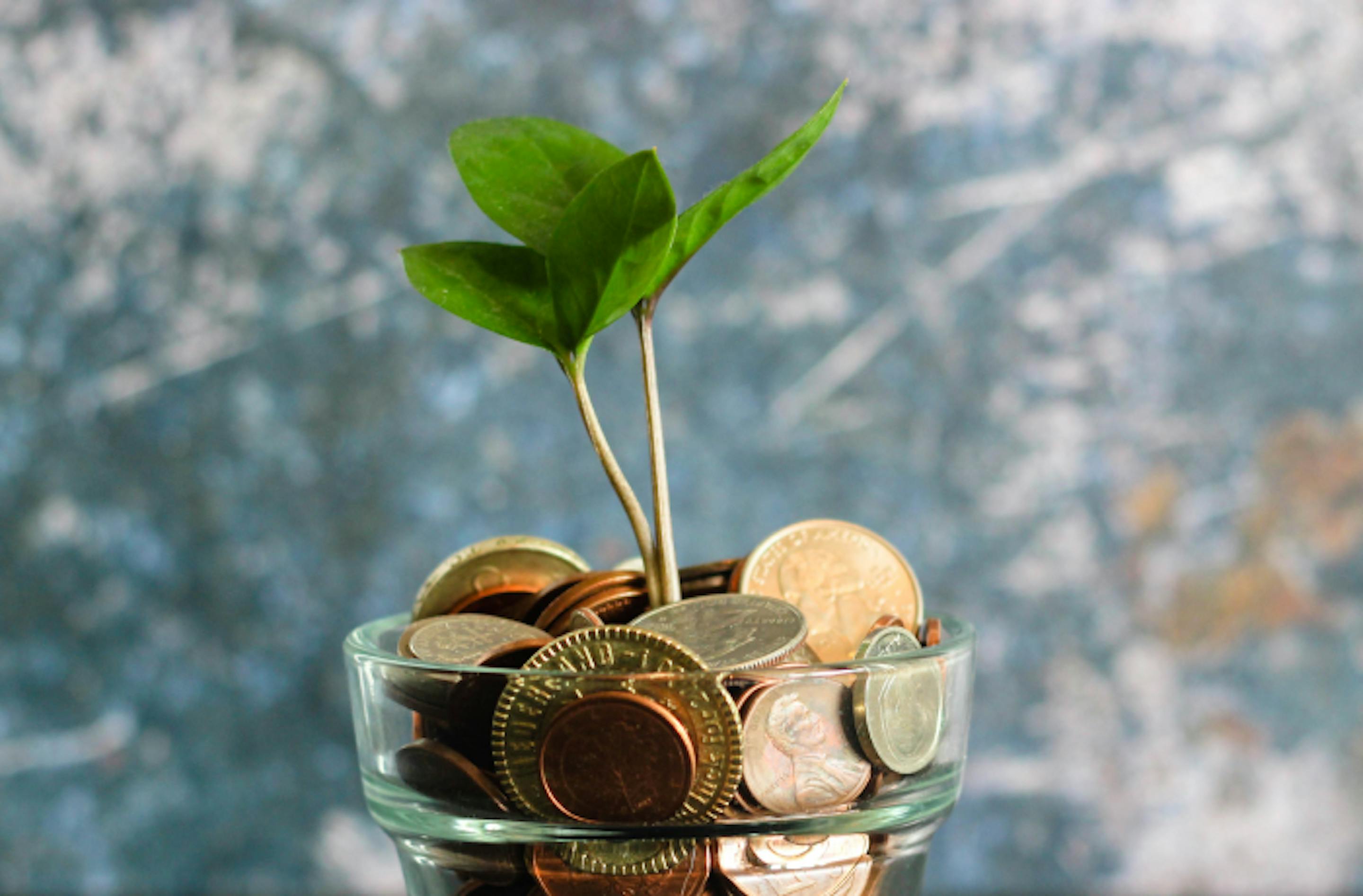 coins with plant sprouting