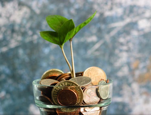 coins with plant sprouting