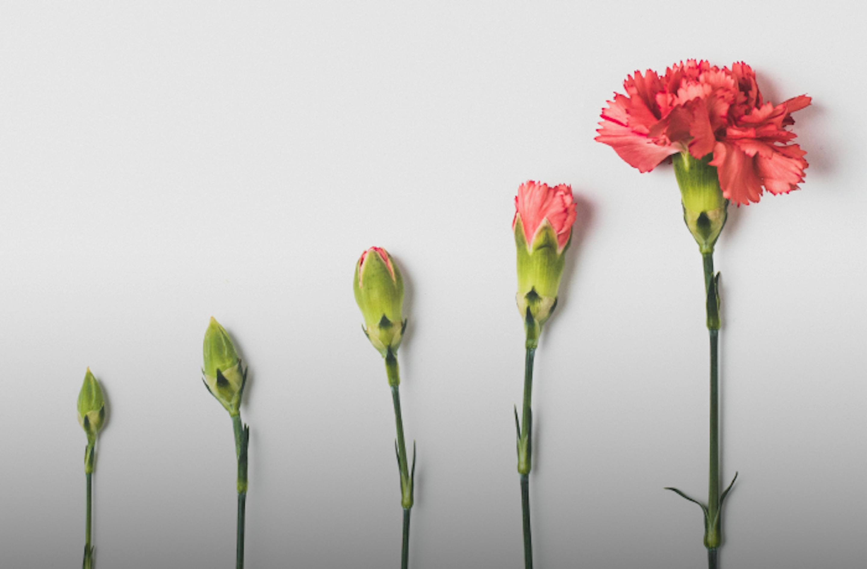 flower growth