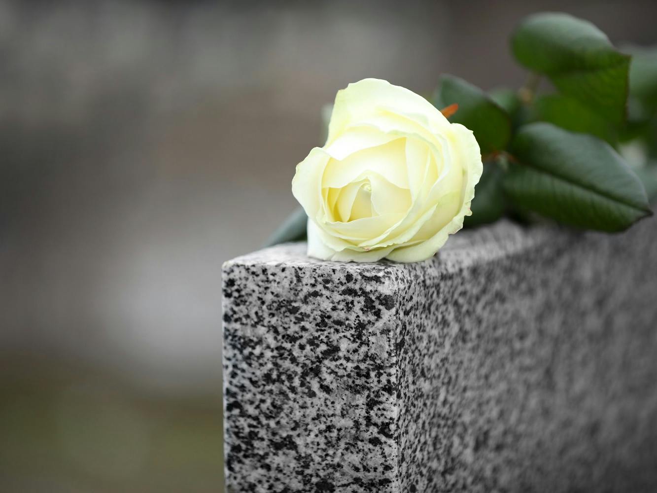 A white rose lies on top of a tombstone