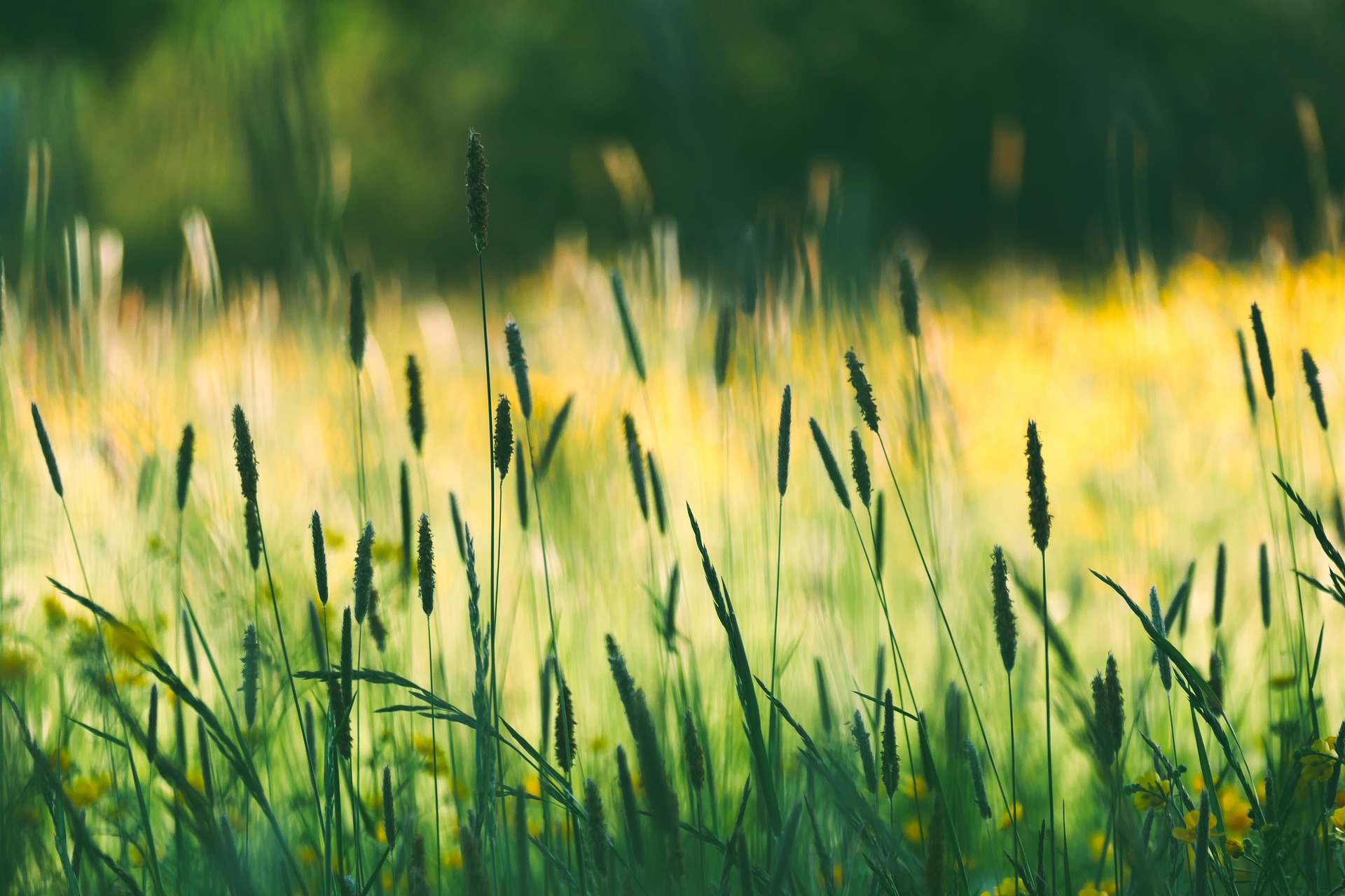 Field of grass