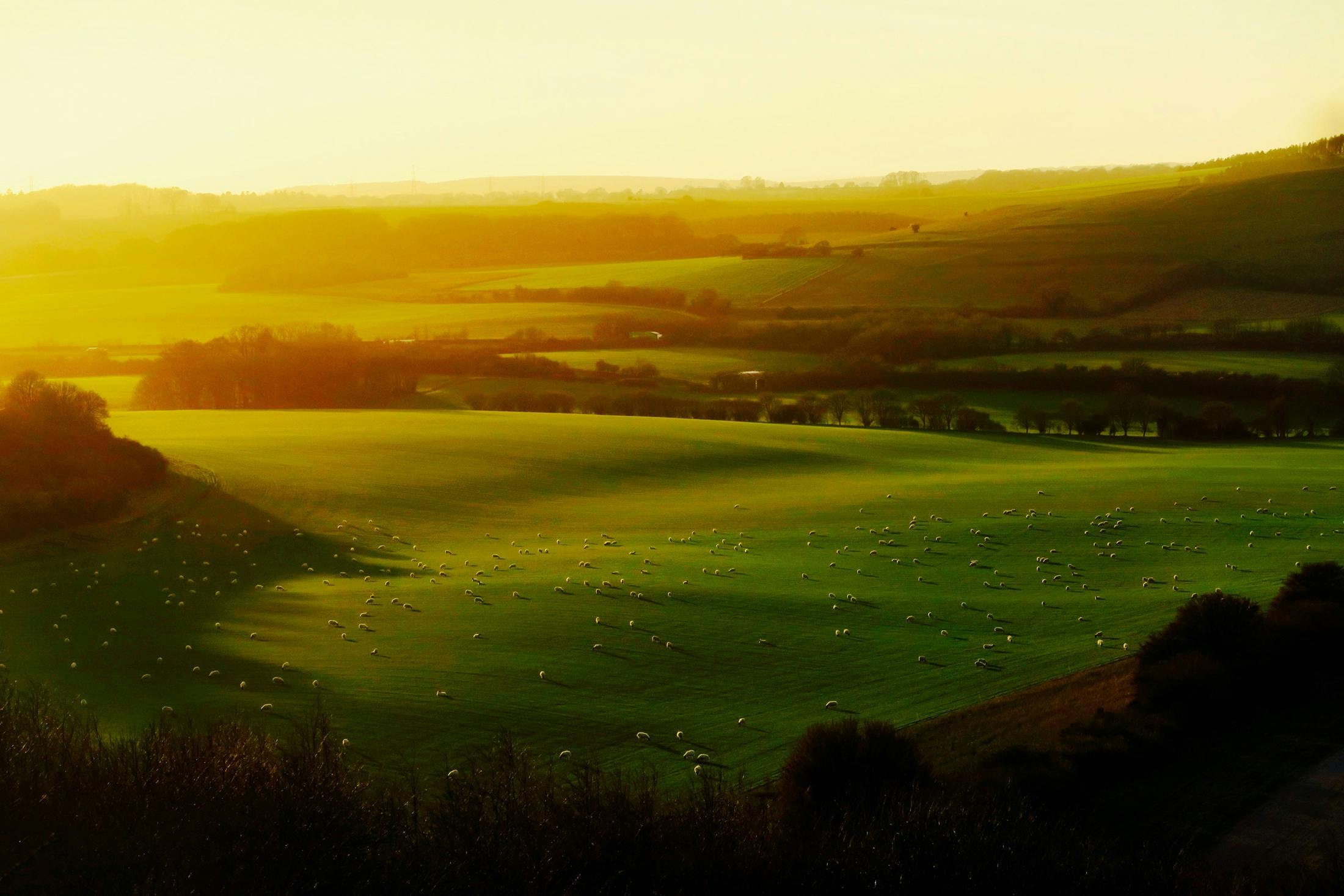 Green fields and sheep in English countryside