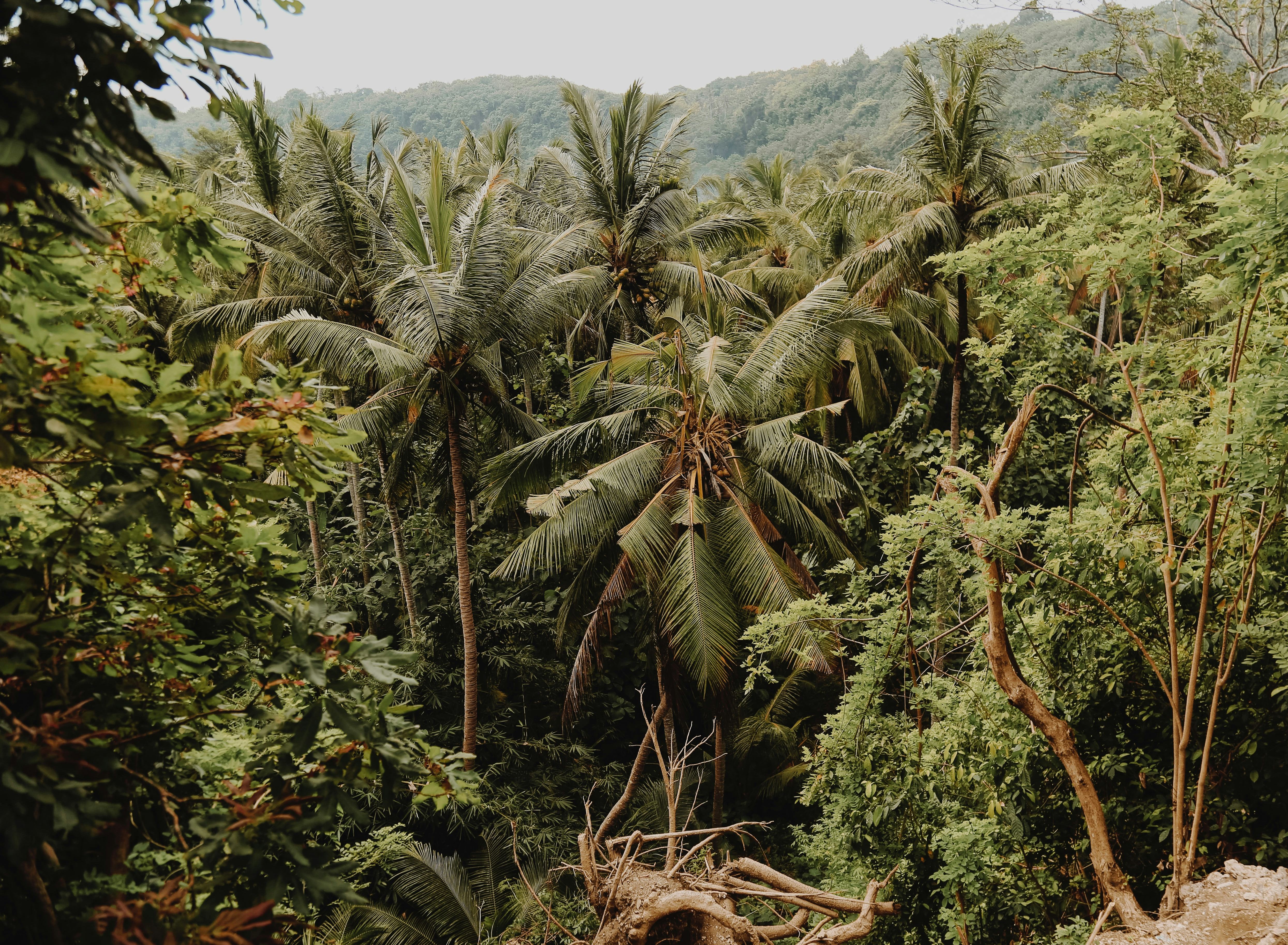Enjoy Lost Jungle while it lasts!🌴🐍📅 Let's run