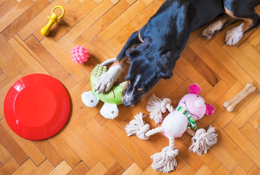 A dog playing with toys
