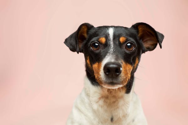 Close caption of a dog
