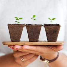 Image of 3 small plants on a woman's hand