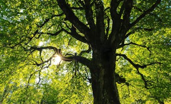 Image of a big tree