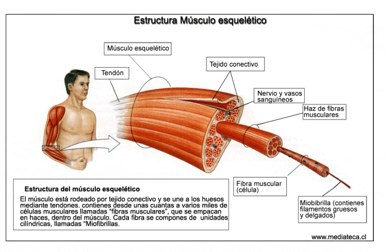 Contracturas