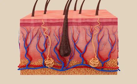 Mieux comprendre la structure de la peau pour mieux la traiter