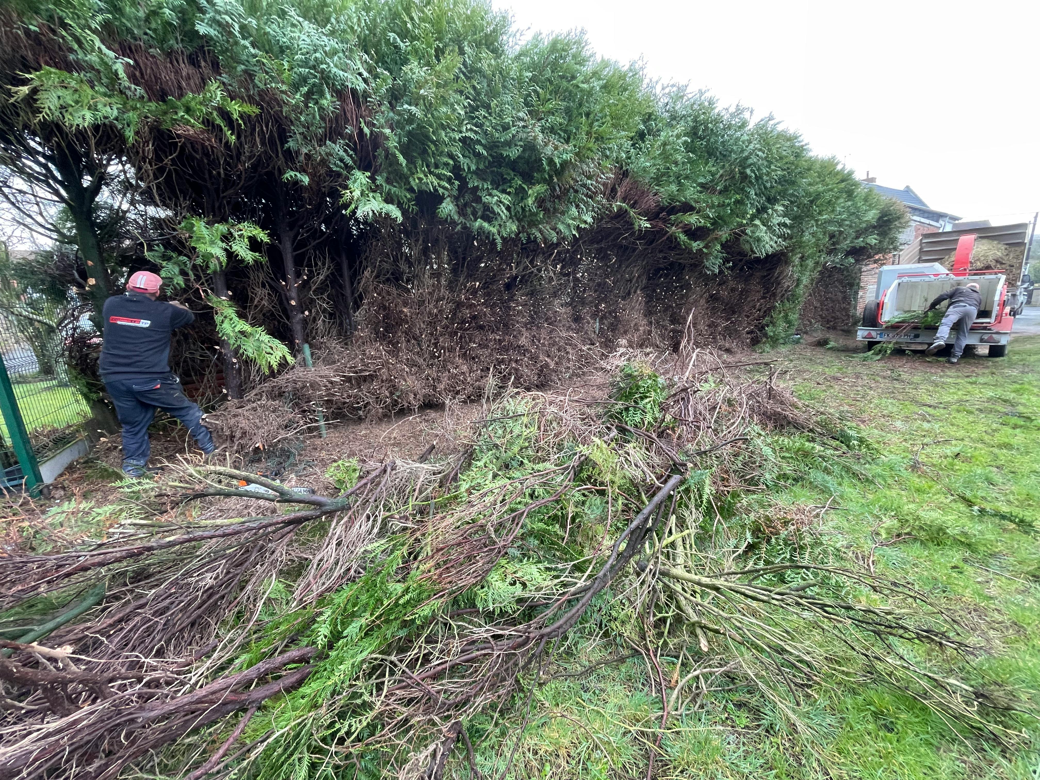 abattage haie chantier lewarde