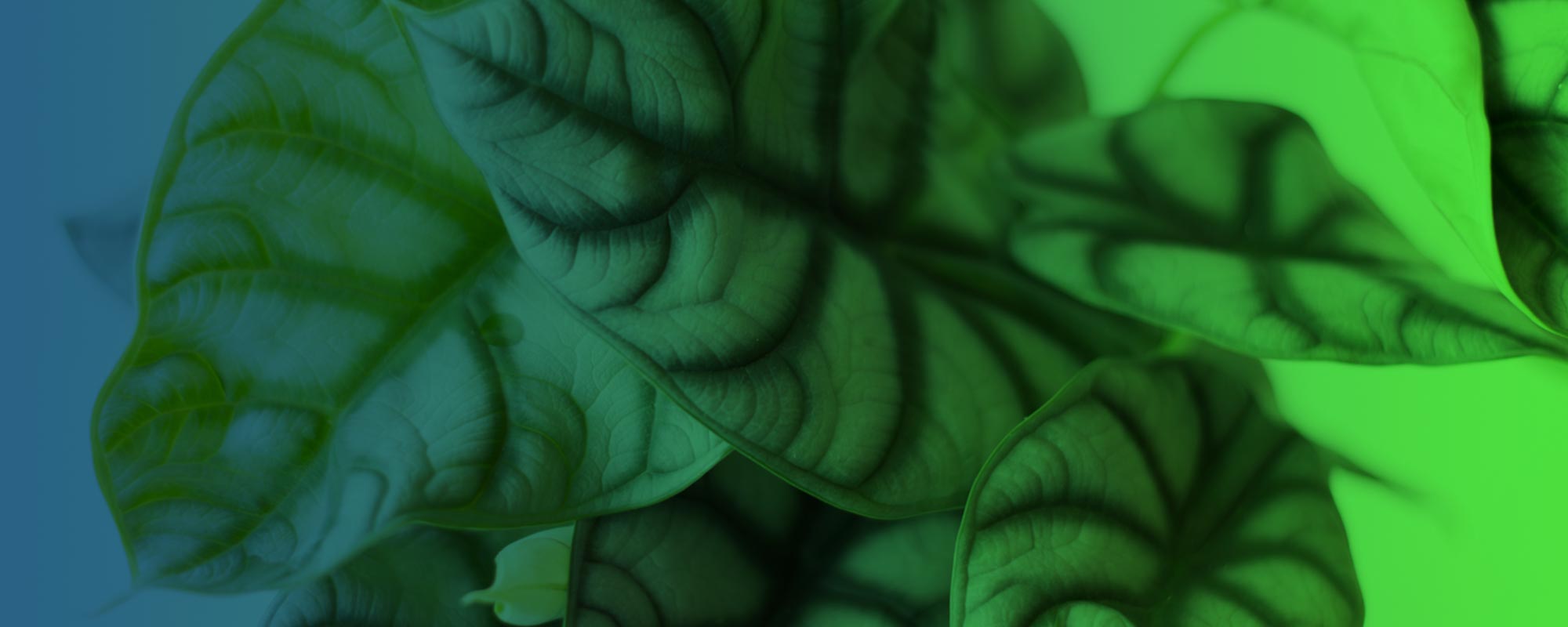 fleurametzheader-cloudplusplus