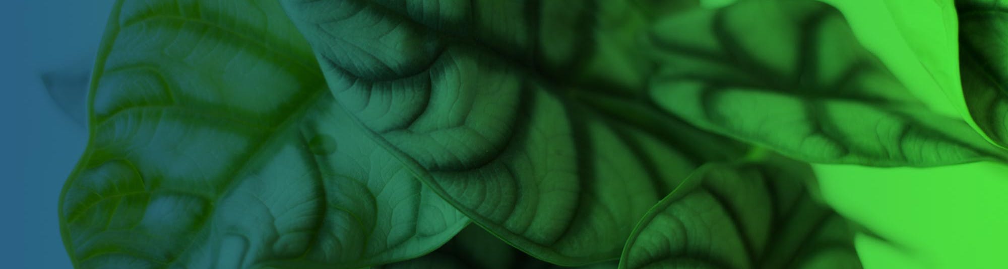 fleurametzheader-cloudplusplus