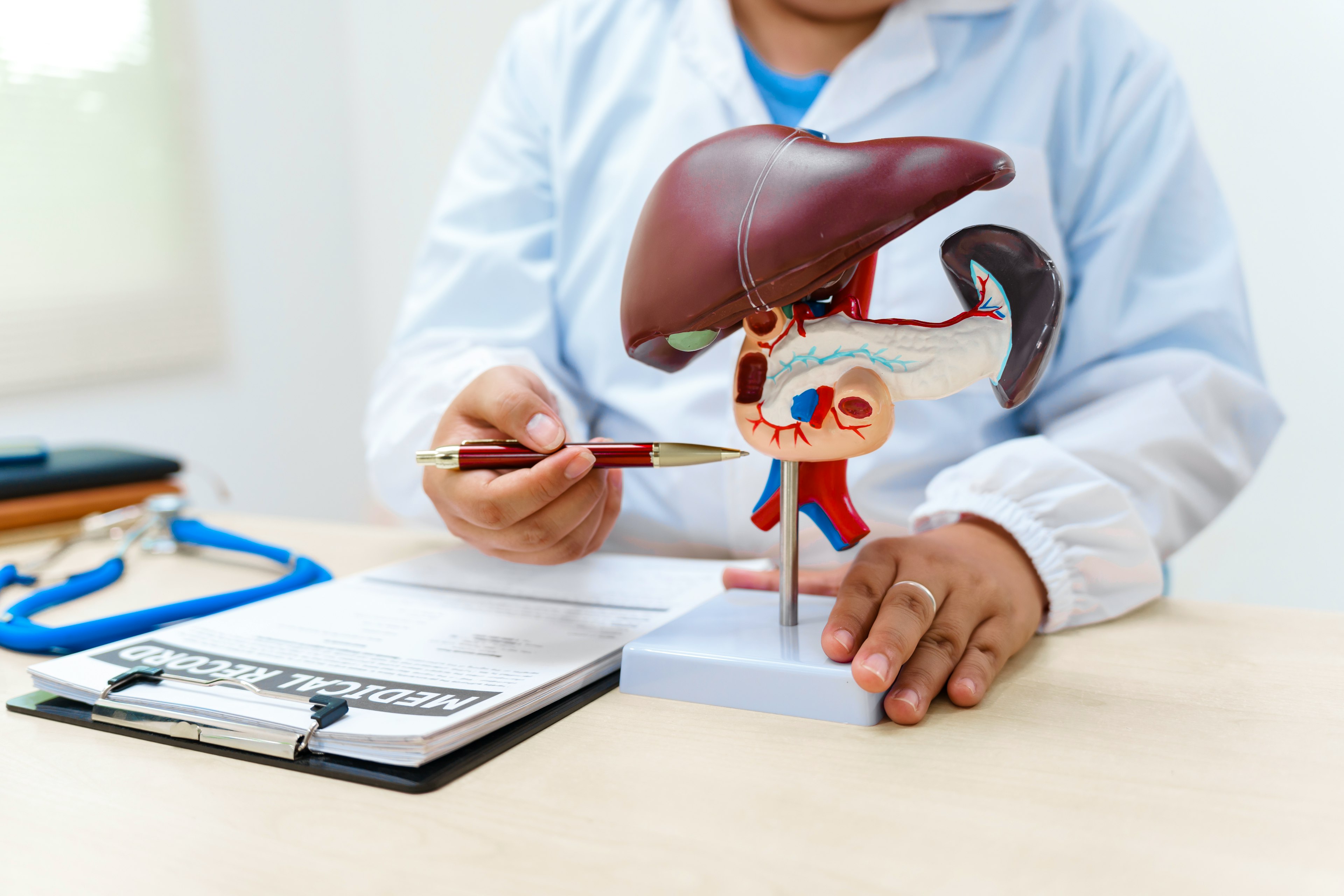 A physician pointing to a model of a liver.