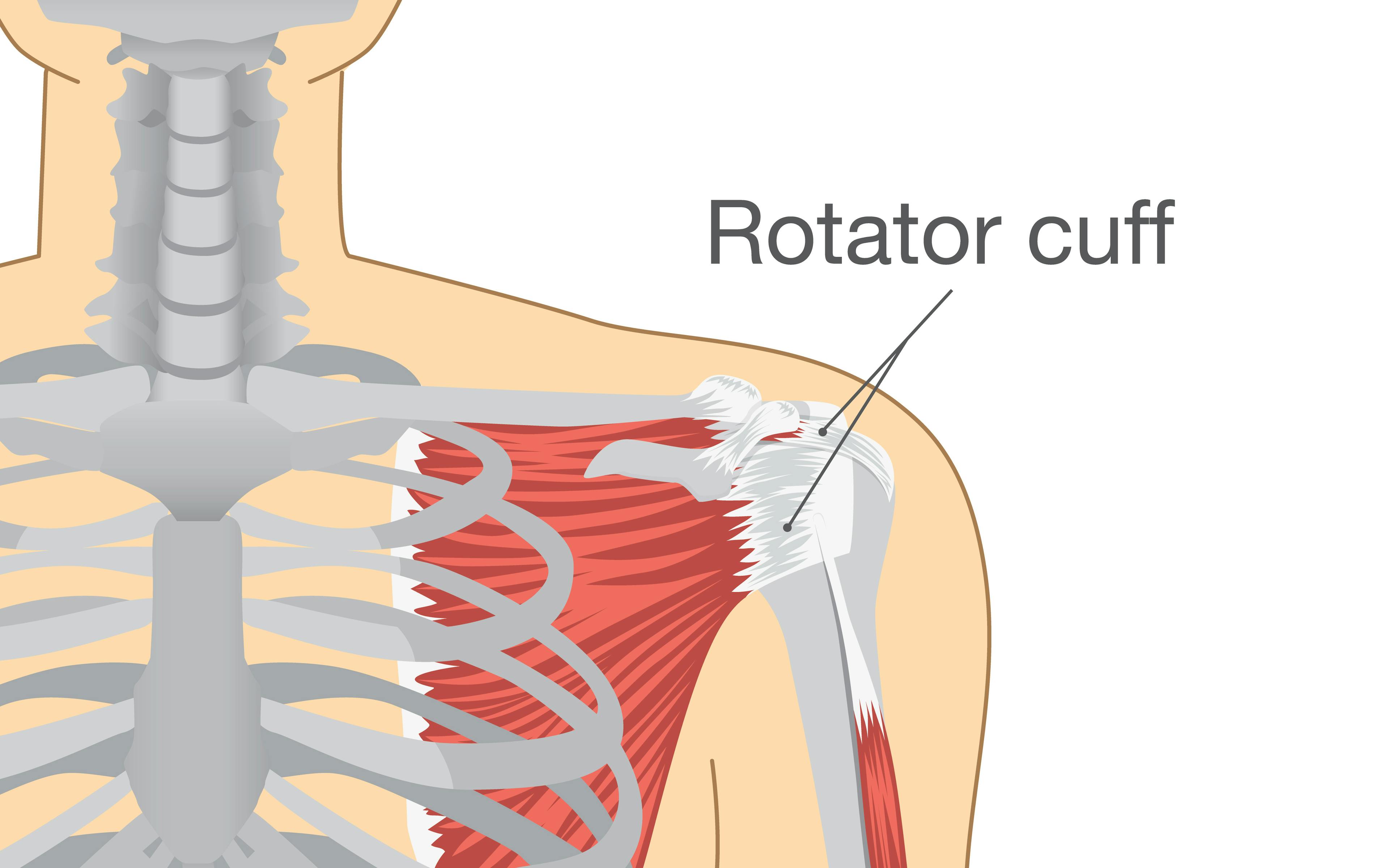 An illustration showing where the rotator cuff is.