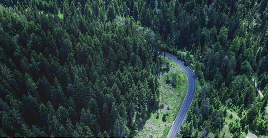 Luftbild eines grünen Waldes, eine üppige Kohlenstoffquelle.