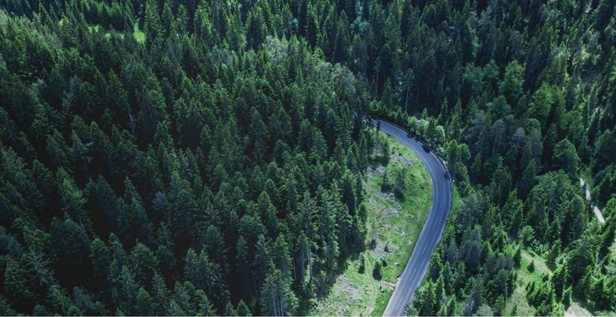 48939b2b-0be2-4bf1-9e08-cce371a84f48_forest