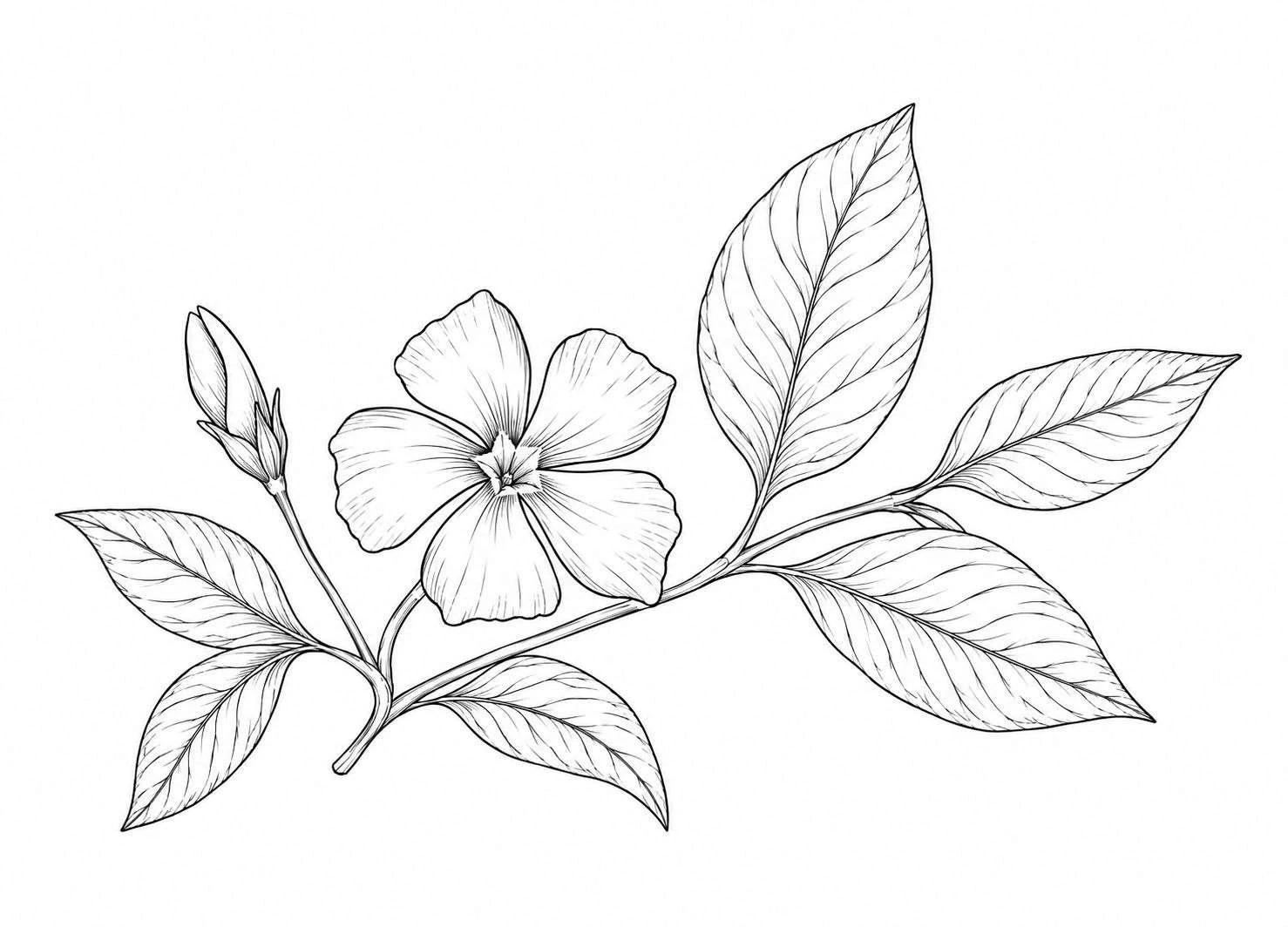 La Pervenche (Vinca Minor)