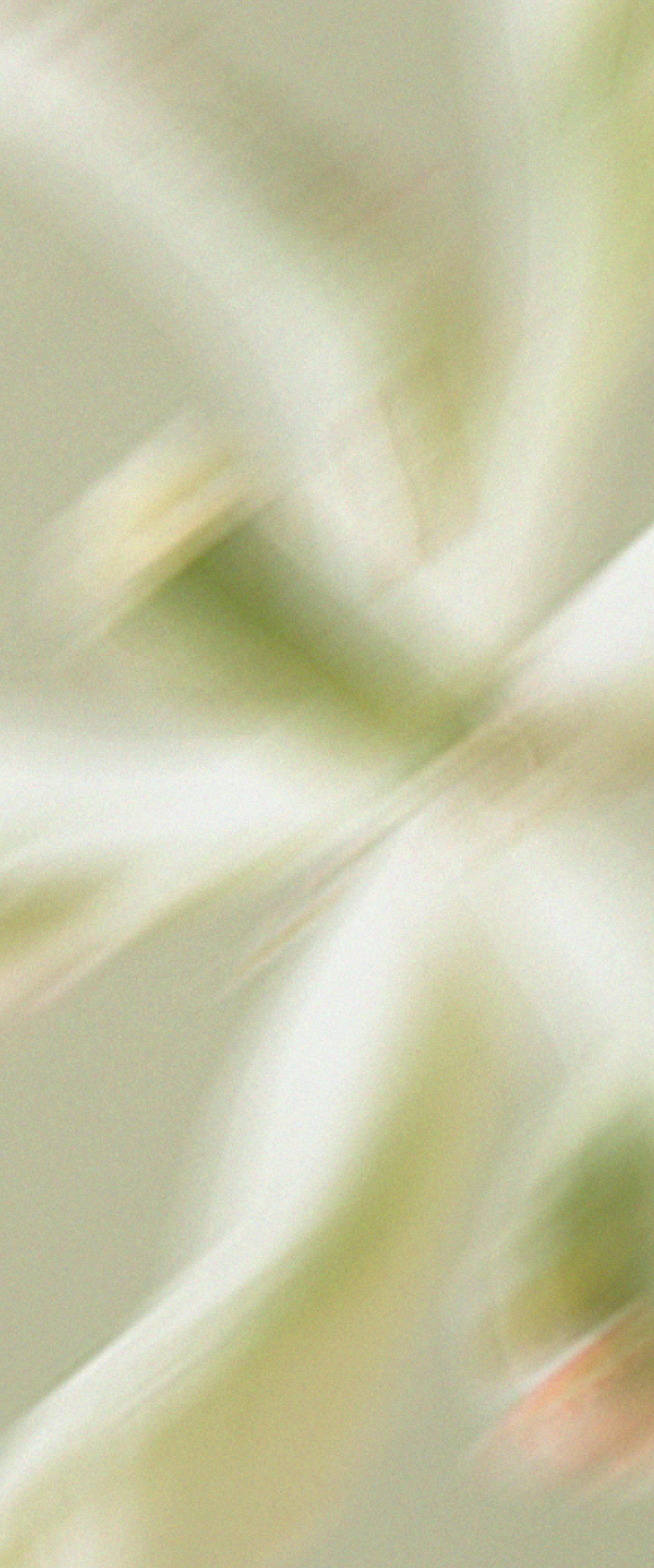 Fleur flou