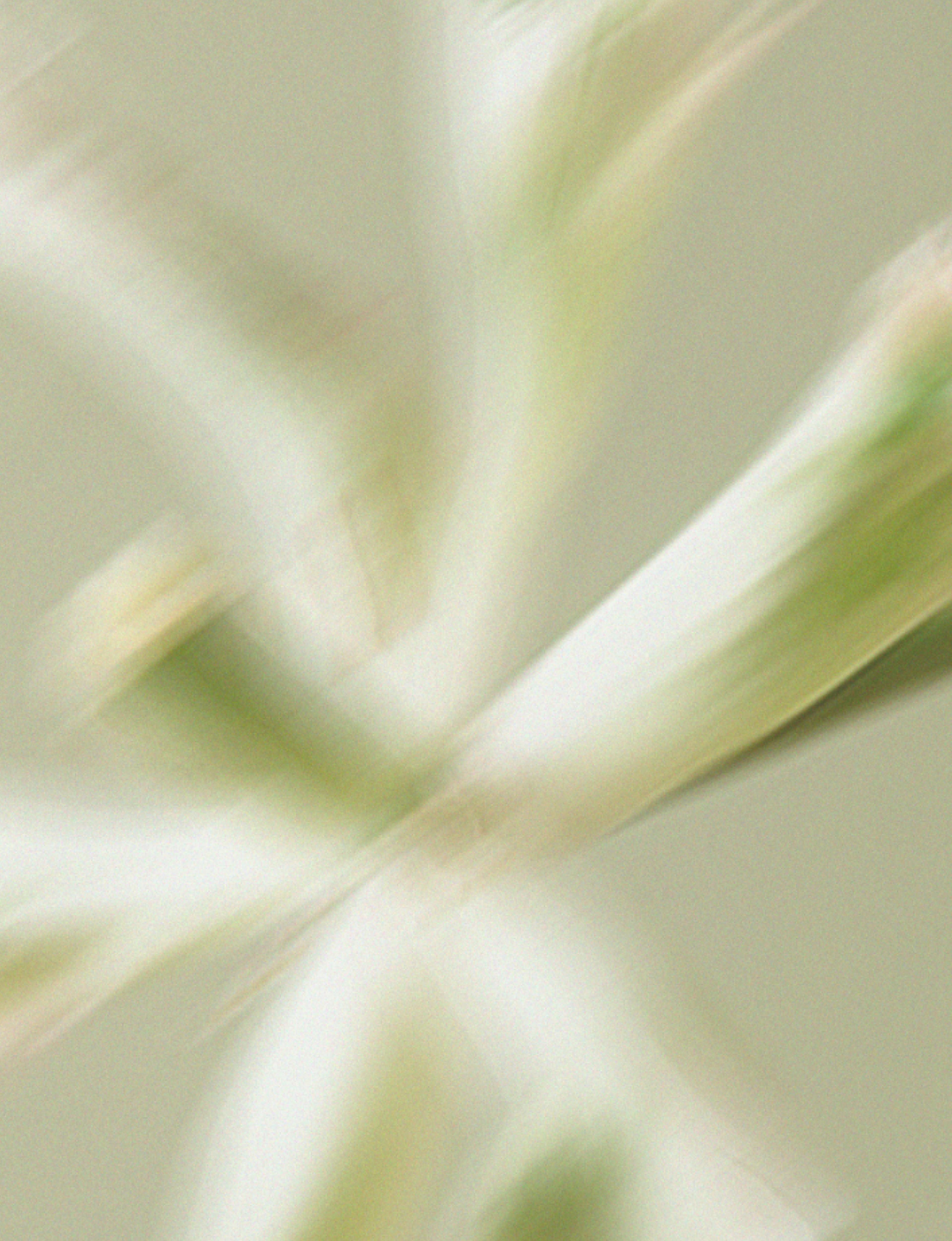 Fleur flou