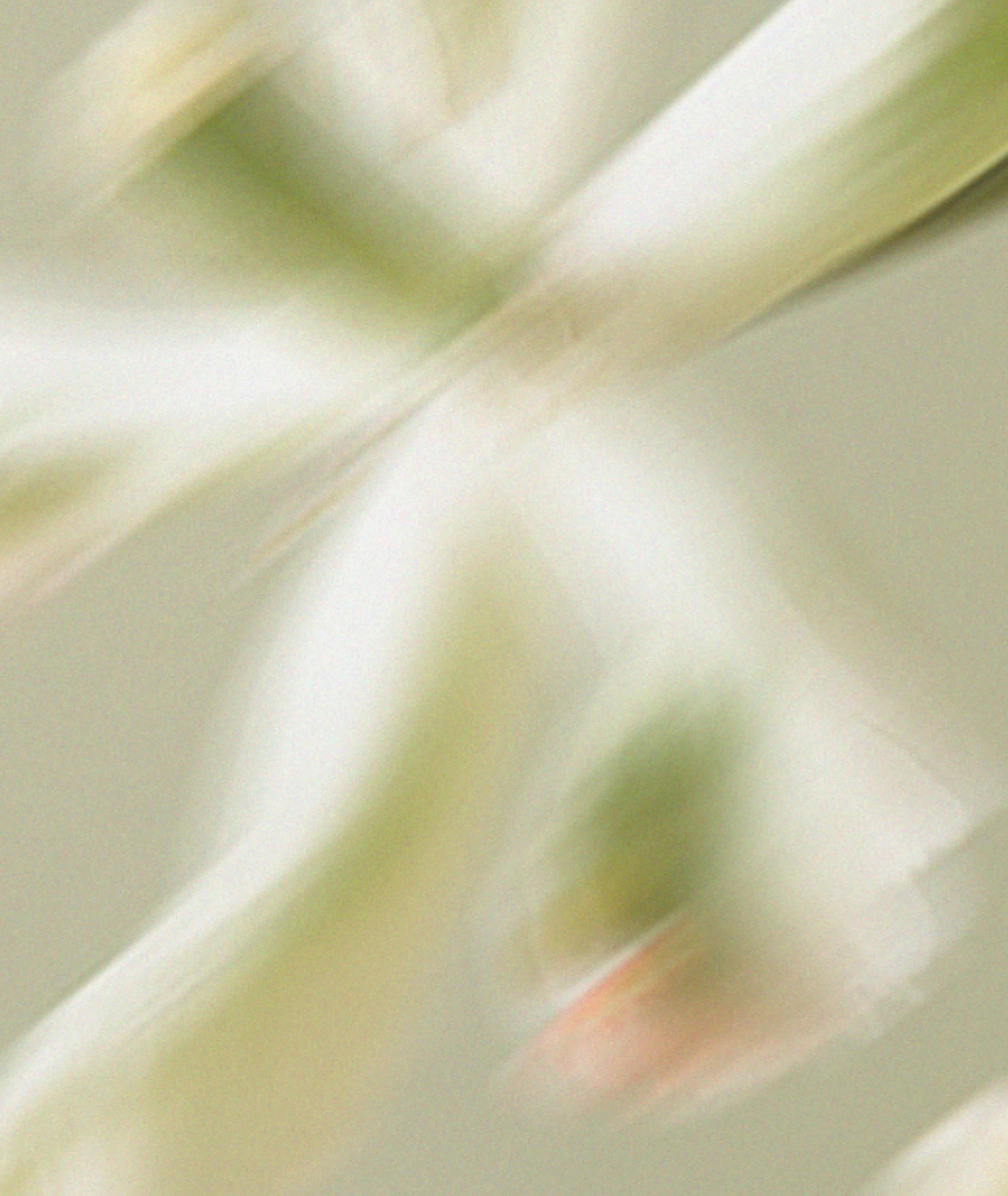 Fleur flou