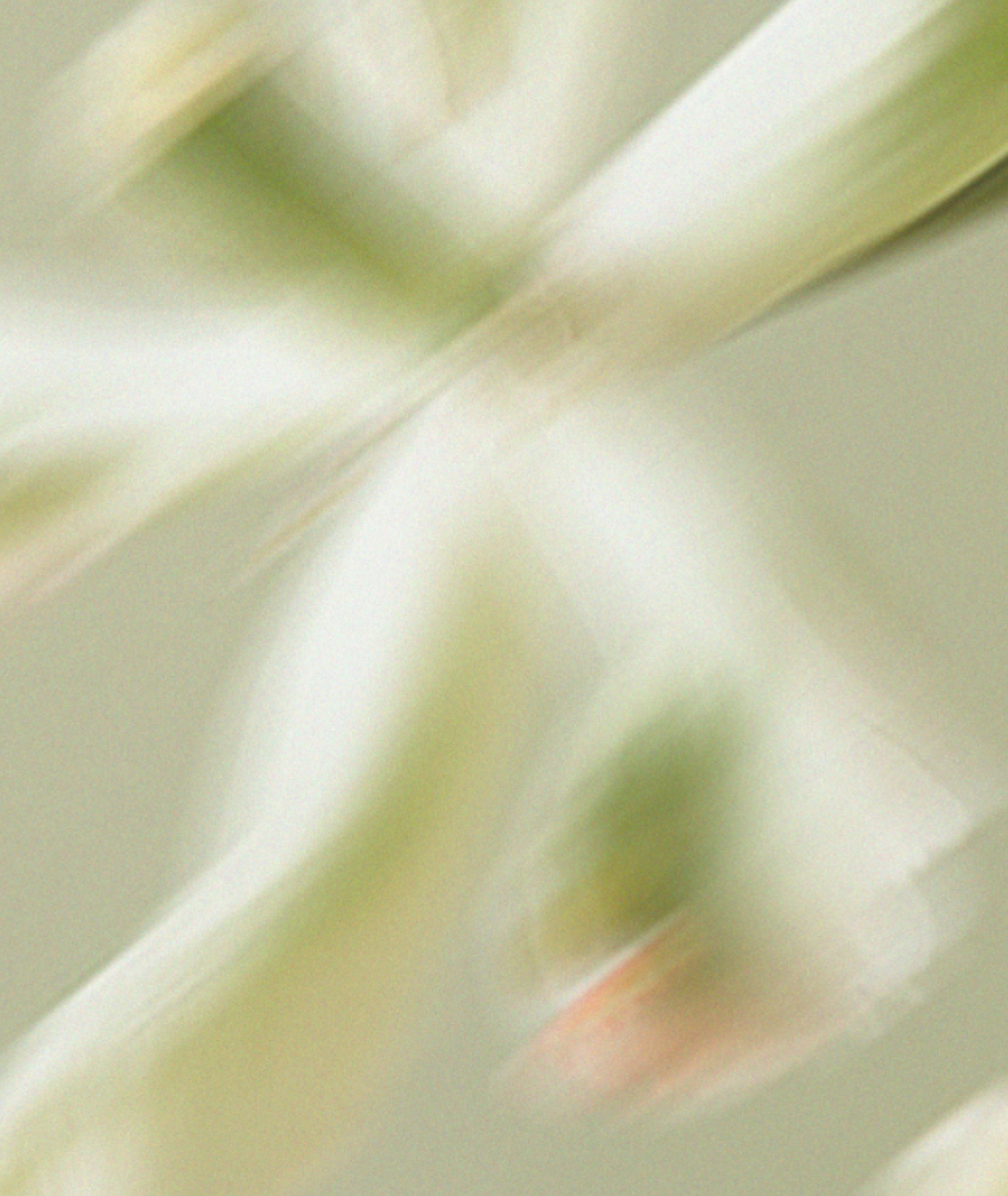 Fleur flou