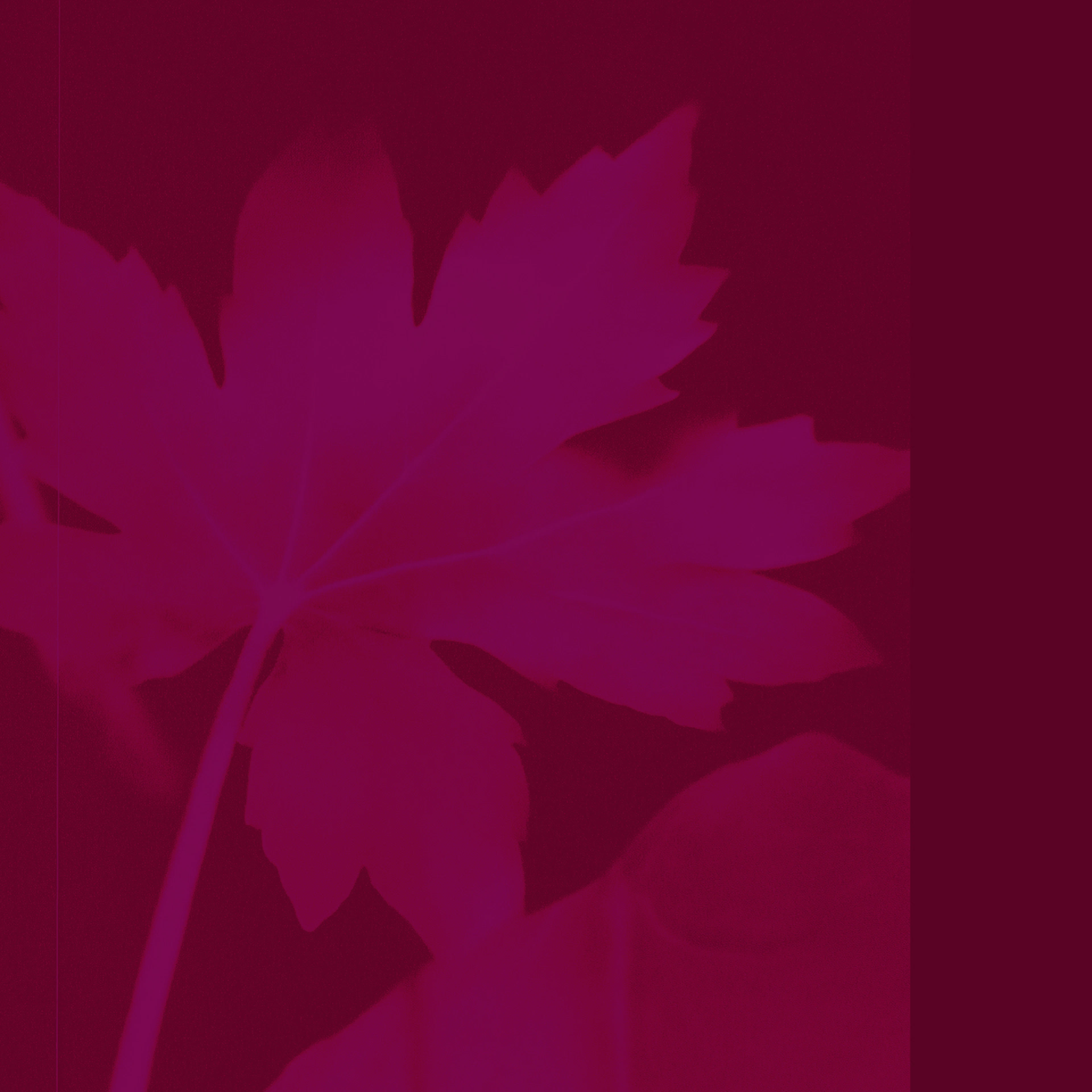 Fleur dessin violet