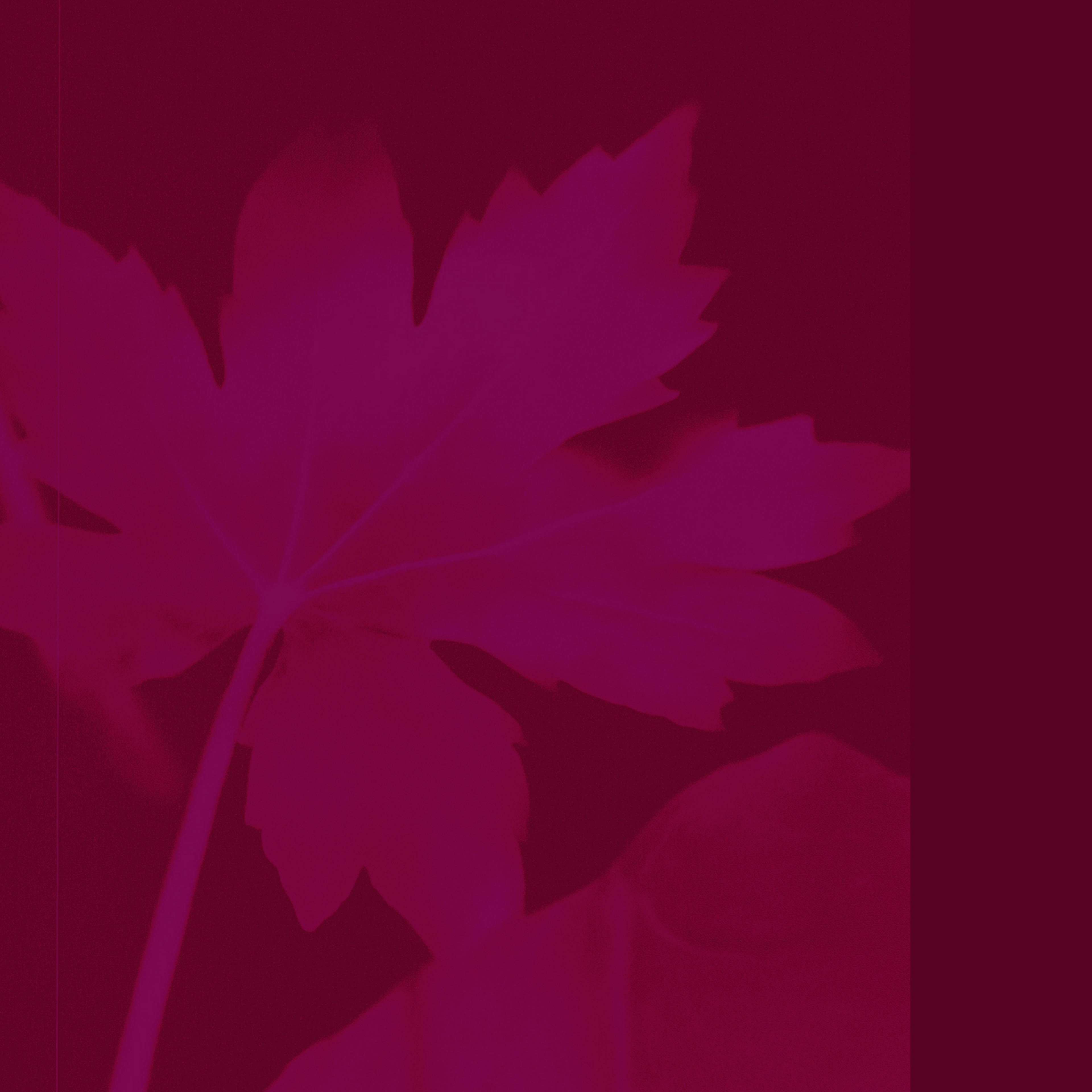 Fleur dessin violet