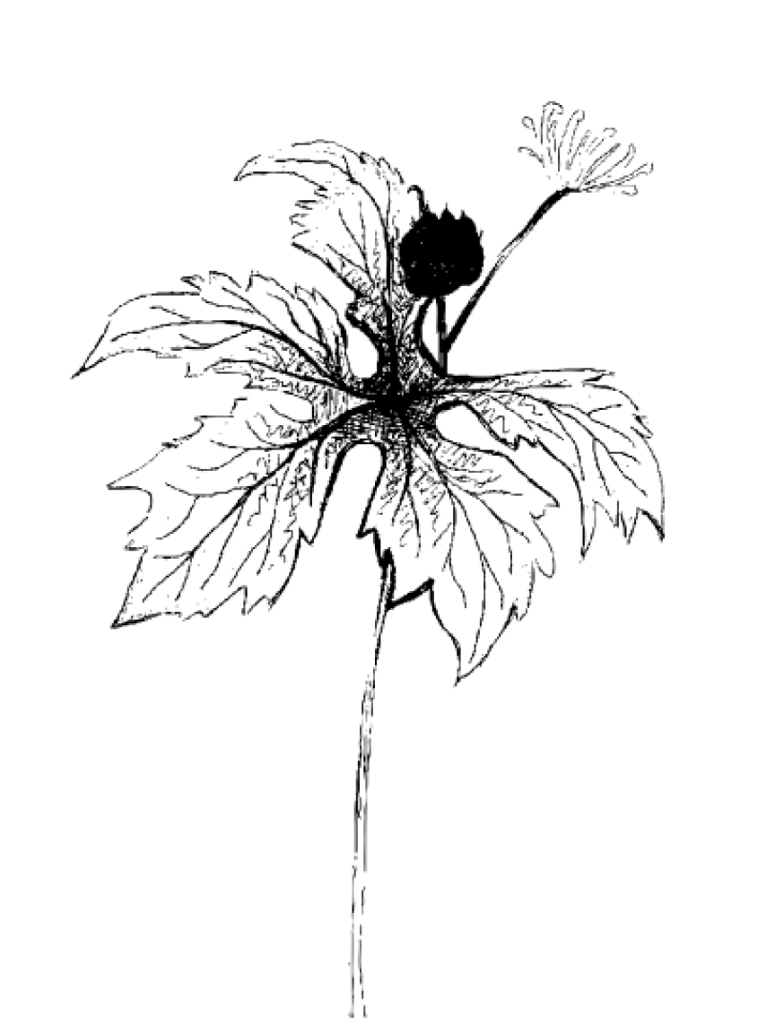 fleur