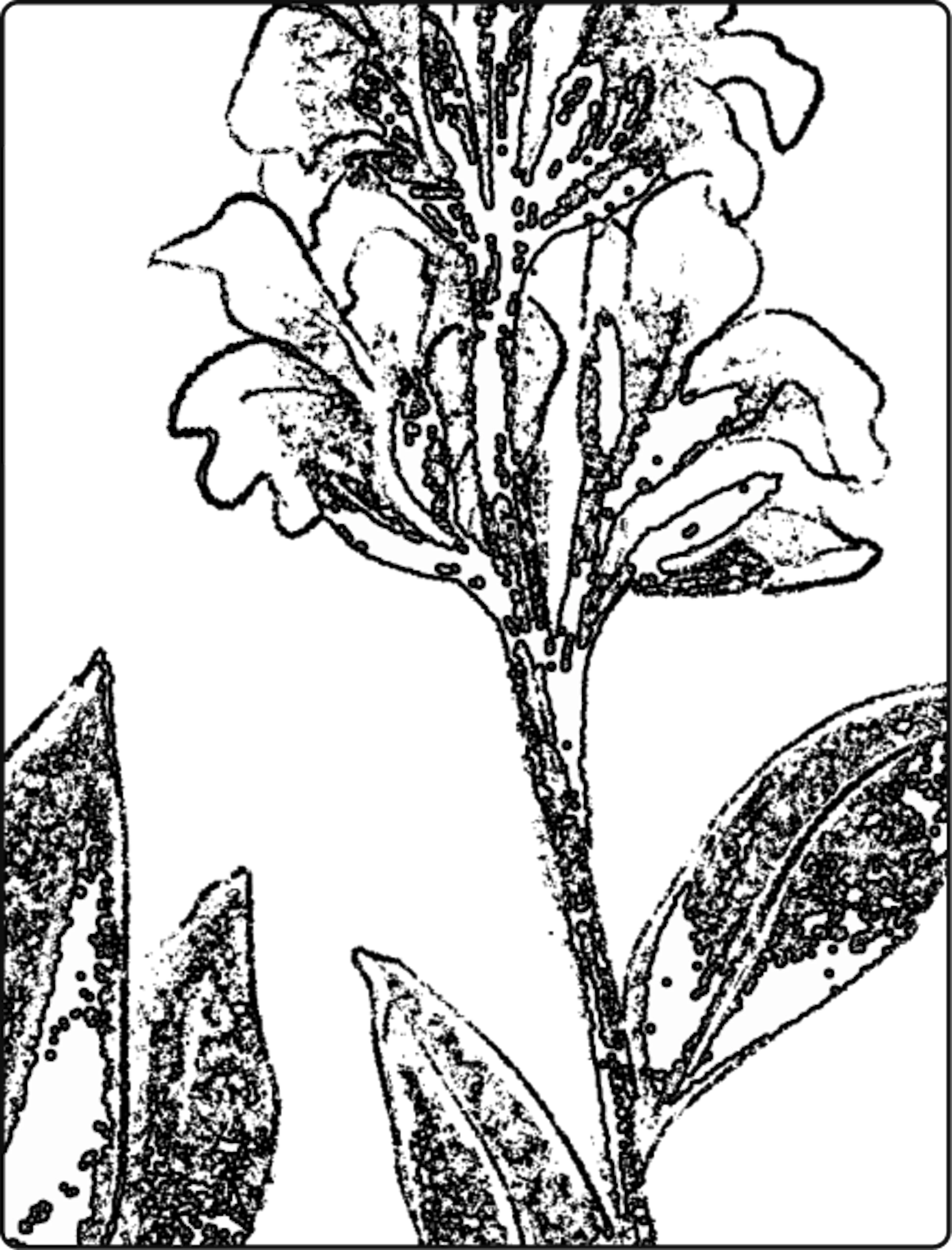 flower