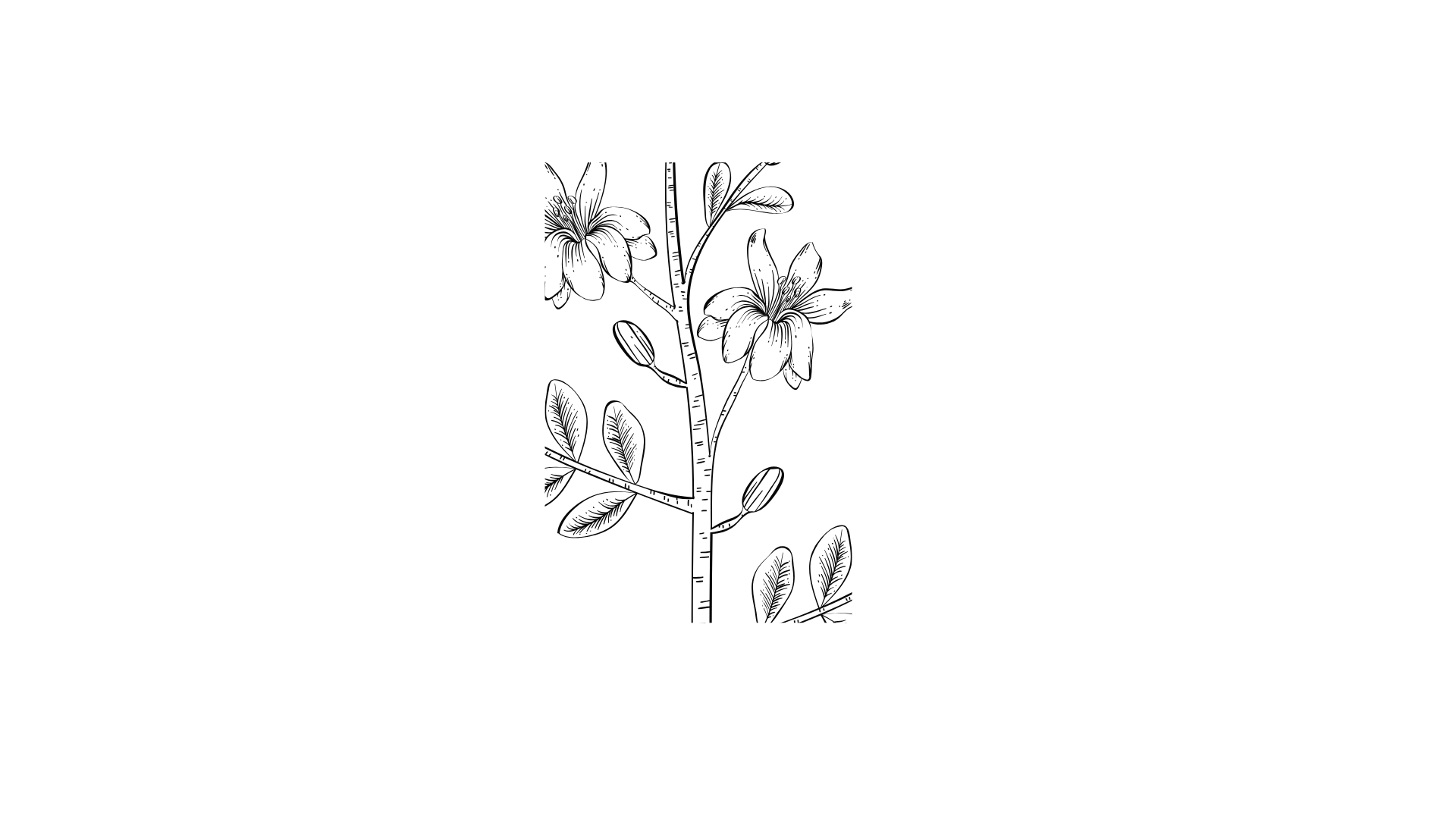 Différentes branches